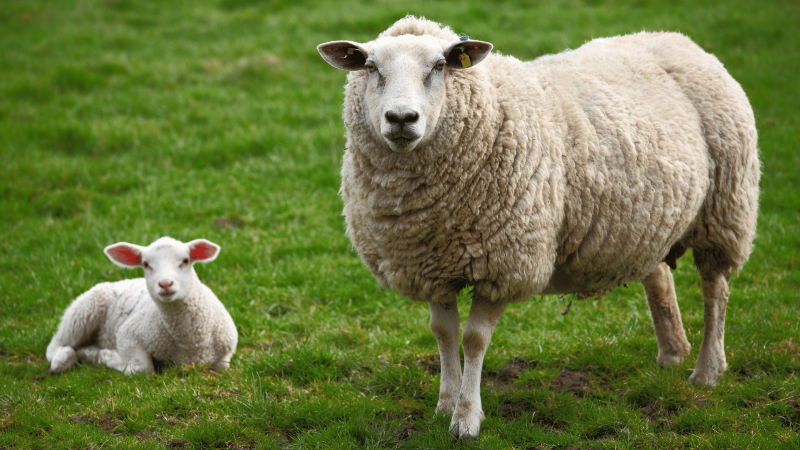 Sheep and lamb image